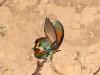 Bienenfresser (Merops apiaster)
