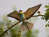 Bienenfresser (Merops apiaster)
