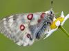 Roter Apollofalter (Parnassius apollo) 