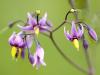 Bittersüßer Nachtschatten (Solanum dulcamara)