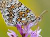 Flockenblumen-Scheckenfalter (Melitaea phoebe)