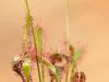  Langblättriger Sonnentau (Drosera anglica)