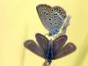 Geißklee-Bläuling (Plebejus argus)