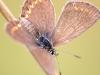 Geißklee-Bläuling (Plebejus argus)