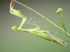 Europäische Gottesanbeterin (Mantis religiosa)
