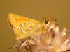 Komma-Dickkopffalter (Hesperia comma)