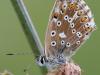 Silbergrüner Bläuling (Polyommatus coridon)