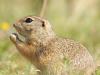 Europäisches Ziesel (Spermophilus citellus)