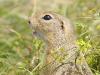 Europäisches Ziesel (Spermophilus citellus)