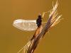 Eintagsfliege (Ephemeroptera)