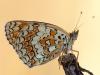 Flockenblumen-Scheckenfalter (Melitaea phoebe)