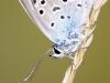 Geißklee-Bläuling (Plebejus argus)