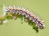 Raupe des Roten Scheckenfalter (Melitaea didyma)