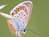 Geißklee-Bläuling (Plebejus argus)