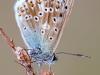 Silbergrüner Bläuling (Polyommatus coridon)