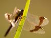 Gebänderte Heidelibelle (Sympetrum pedemontanum)
