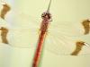 Gebänderte Heidelibelle (Sympetrum pedemontanum)