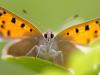 Kleiner Feuerfalter (Lycaena phlaeas)