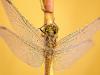 Gemeine Heidelibelle (Sympetrum vulgatum)