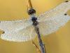Schwarze Heidelibelle (Sympetrum danae)