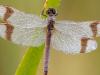 GebÃ¤nderte Heidelibelle (Sympetrum pedemontanum)