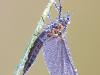 Eintagsfliege (Ephemeroptera)