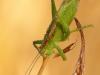 Zwitscherschrecke (Tettigonia cantans)