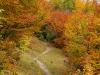 Herbst
