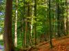 Buchen am See