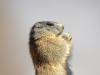 Murmeltier (Marmota)