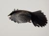 Alpendohle (Pyrrhocorax graculus)