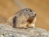 Murmeltier (Marmota)