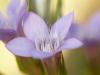 Deutscher Fransenenzian (Gentianella germanica)