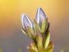 Deutscher Fransenenzian (Gentianella germanica)