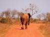 Afrikanischer Elefant (Loxodonta africana)