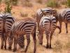 Steppenzebra (Equus quagga)