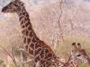 Giraffe (Giraffa camelopardalis)