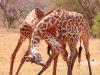 Giraffe (Giraffa camelopardalis)