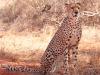 Gepard (Acinonyx jubatus)