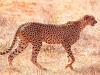 Gepard (Acinonyx jubatus)