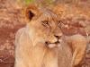 LÃ¶we (Panthera leo)