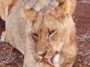 LÃ¶we (Panthera leo)