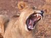 LÃ¶we (Panthera leo)