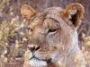 LÃ¶we (Panthera leo)