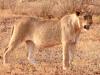 LÃ¶we (Panthera leo)