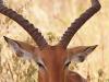 Impala (Aepyceros melampus)