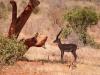 Grant-Gazelle (Nanger granti, frÃ¼her Gazella granti)