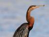 Afrikanischer Schlangenhalsvogel (Anhinga melanogaster rufa)