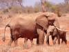 Afrikanischer Elefant (Loxodonta africana)