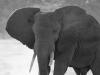 Afrikanischer Elefant (Loxodonta africana)